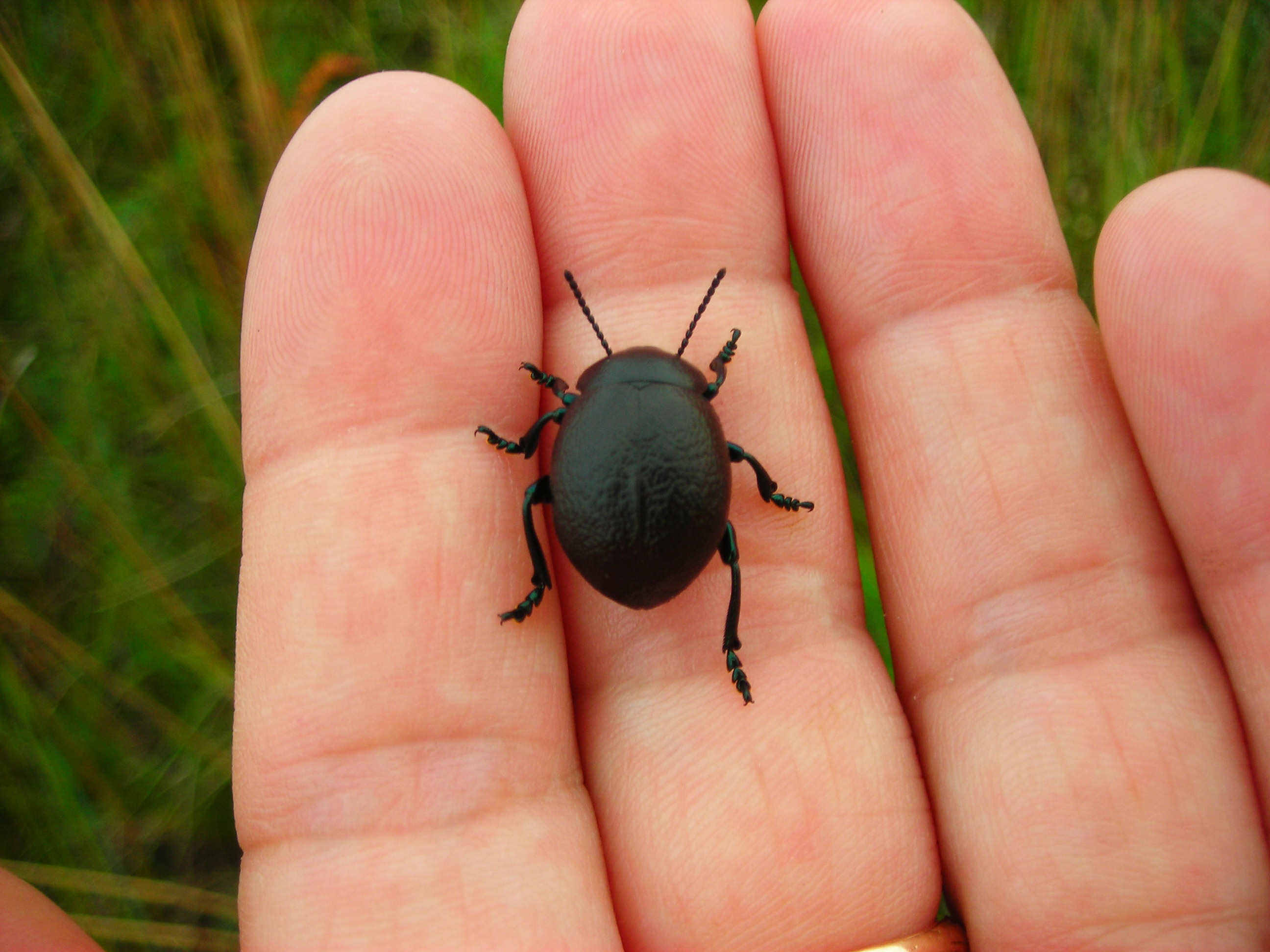 Timarcha nicaeensis e T. pratensis!!